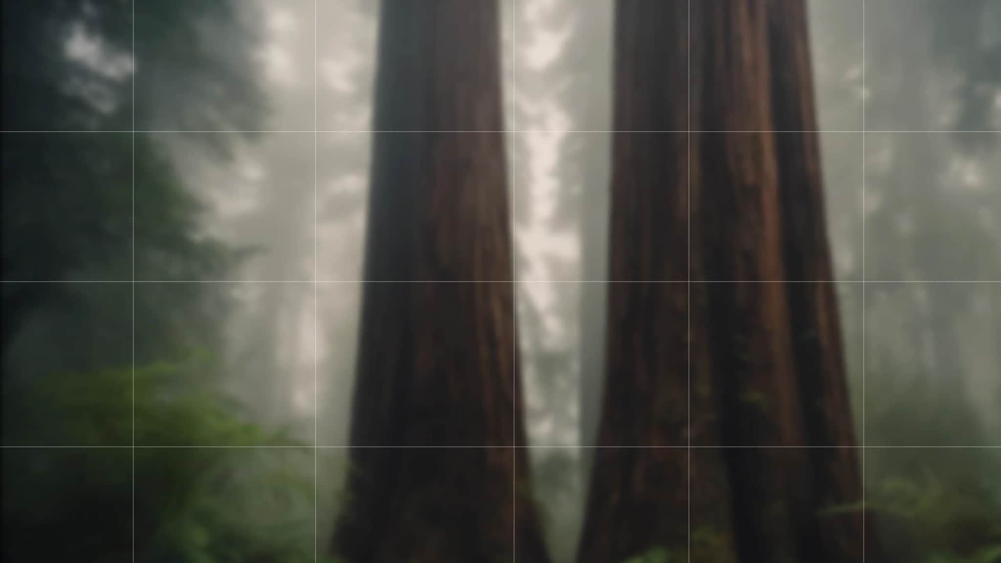 From Forest
to Form