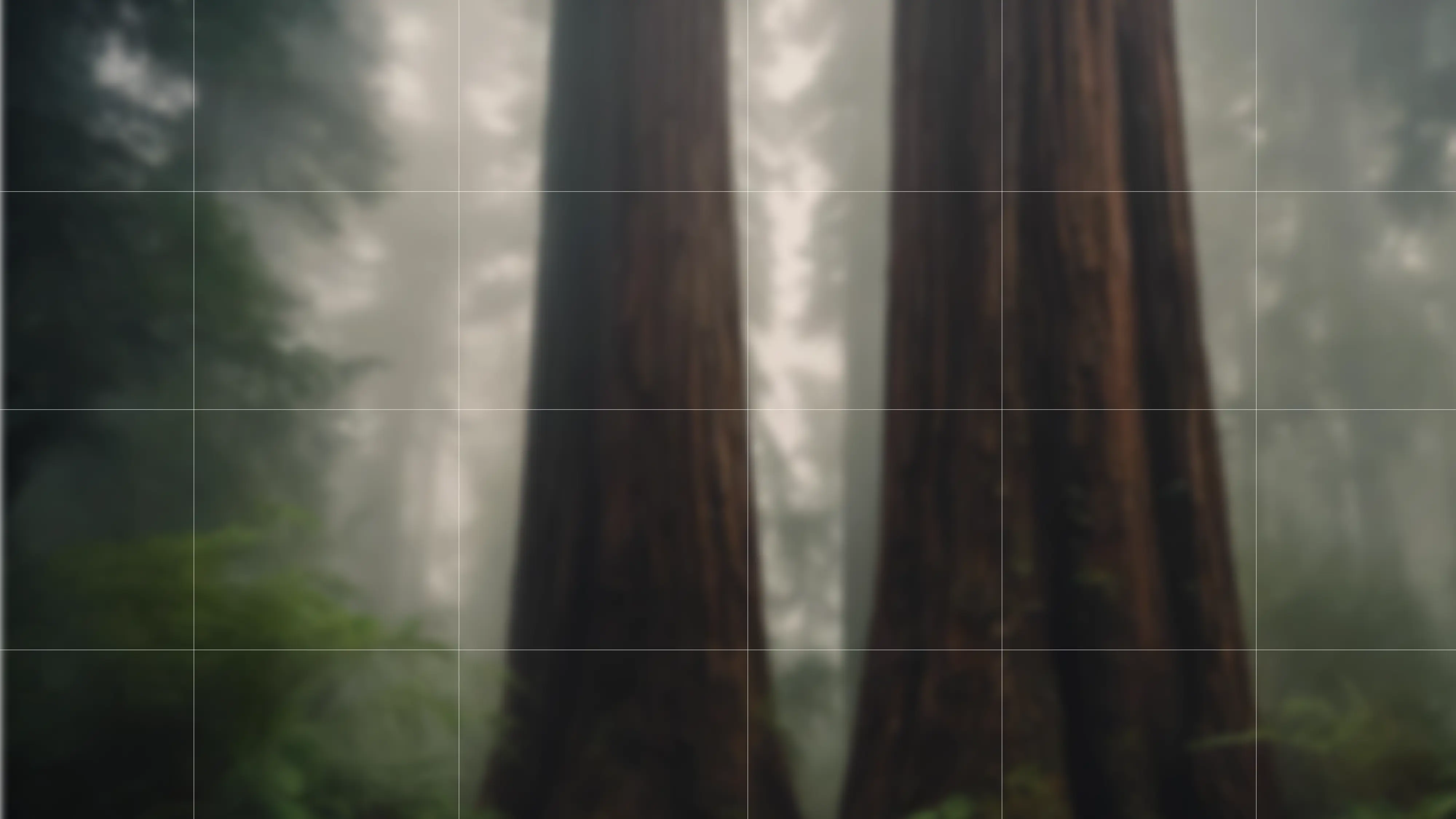 From Forest
to Form