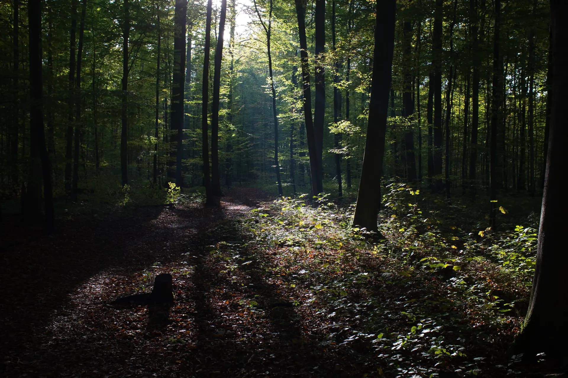 FSC Certified Forest Scenery